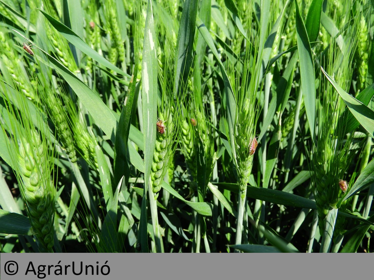 NapiKép 2019.05.26.