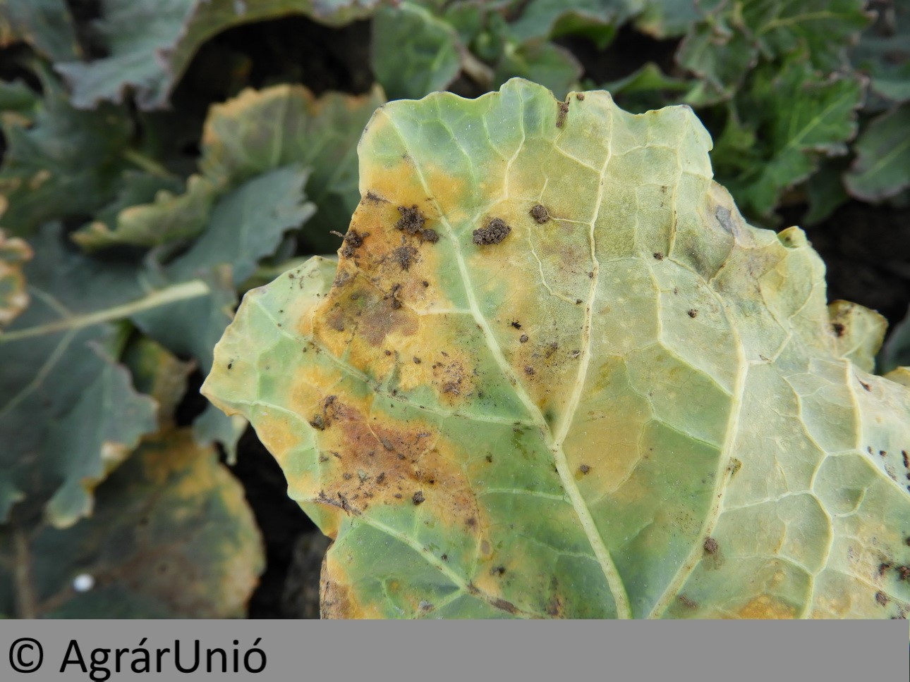 NapiKép 2019.03.02.