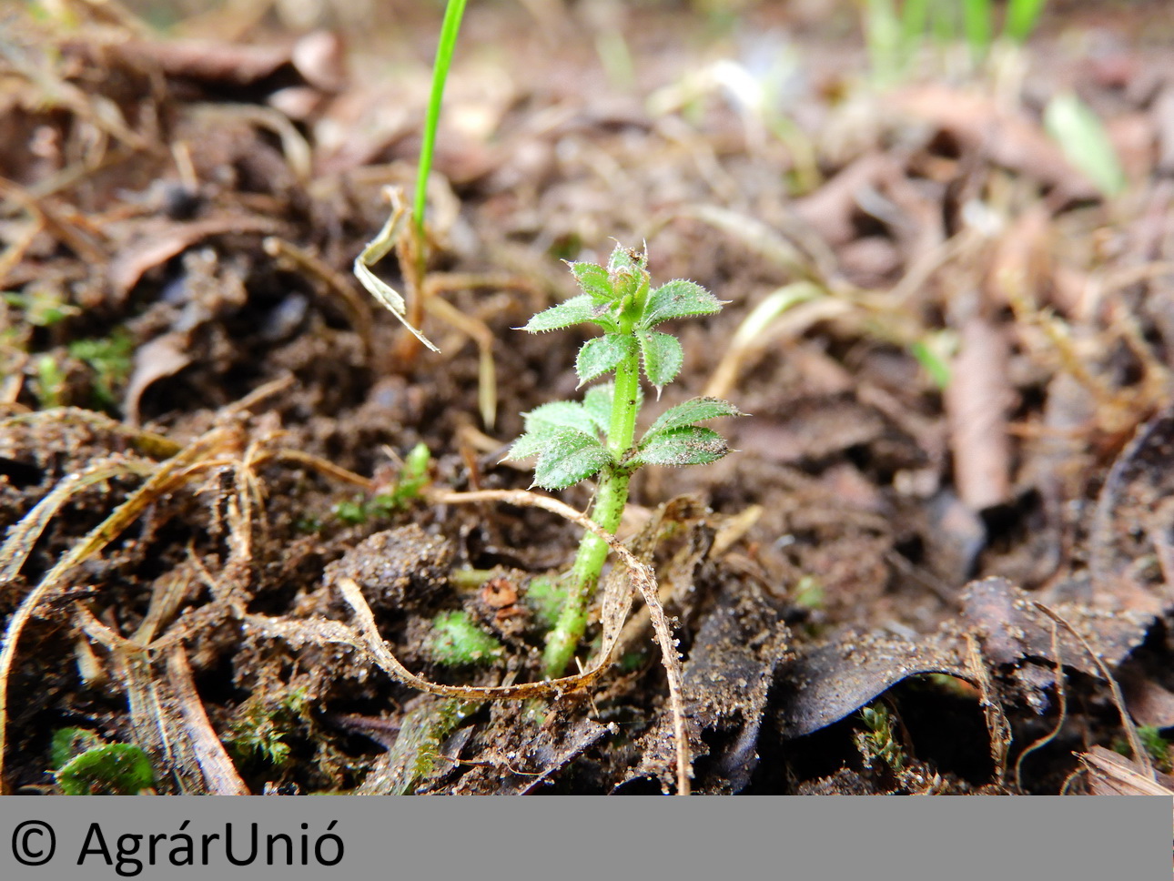 NapiKép 2019.03.08.
