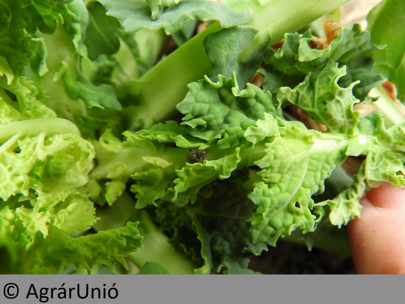 NapiKép 2019.03.19.