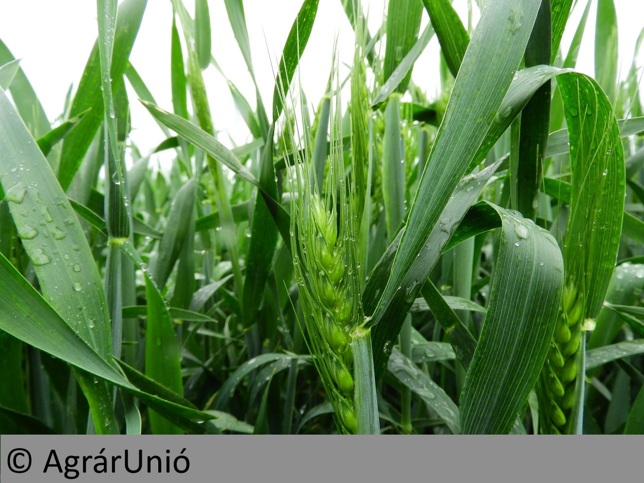 NapiKép 2019.10.09.