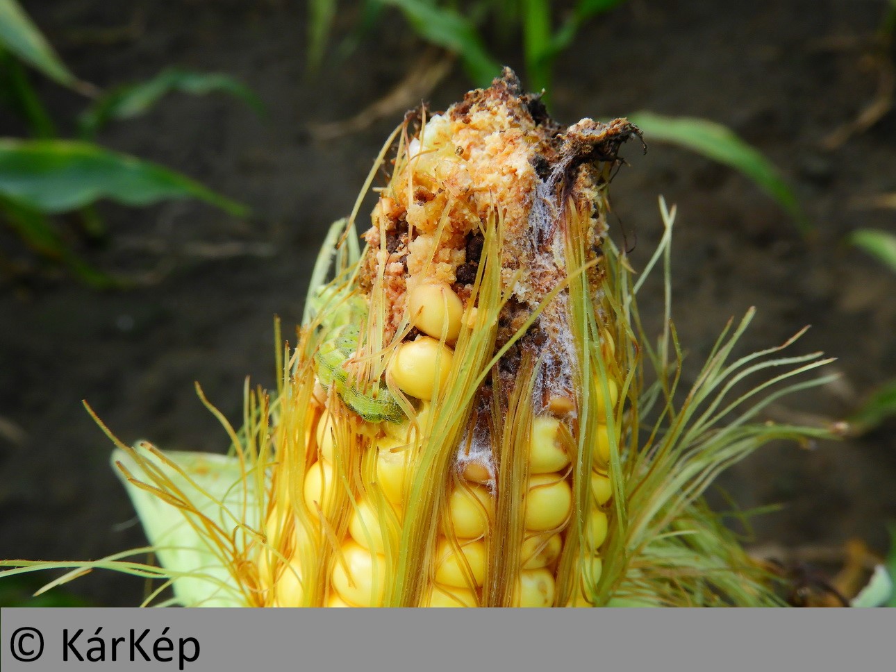 NapiKép 2019.10.19.