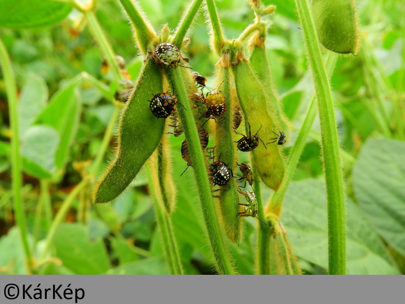 NapiKép 2019.10.21.