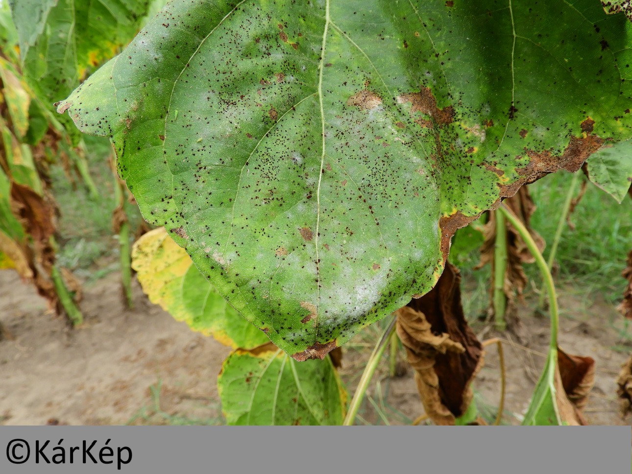 NapiKép 2019.09.05.