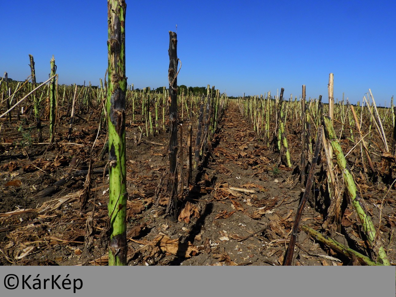 NapiKép 2019.09.07. 