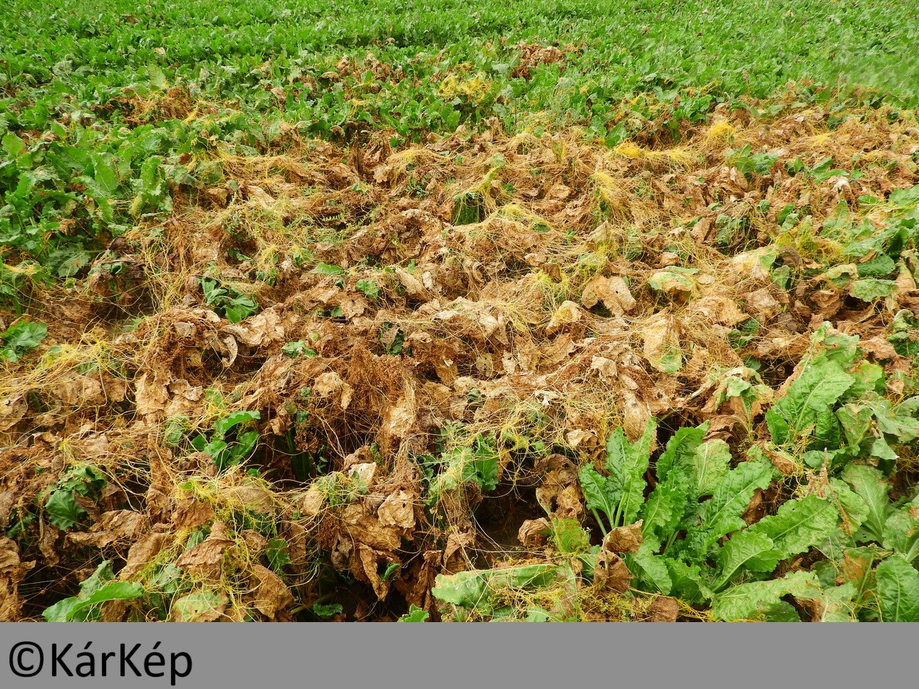 NapiKép 2019.09.15.