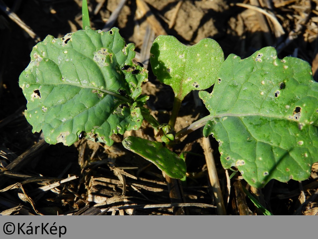 NapiKép 2019.09.17.