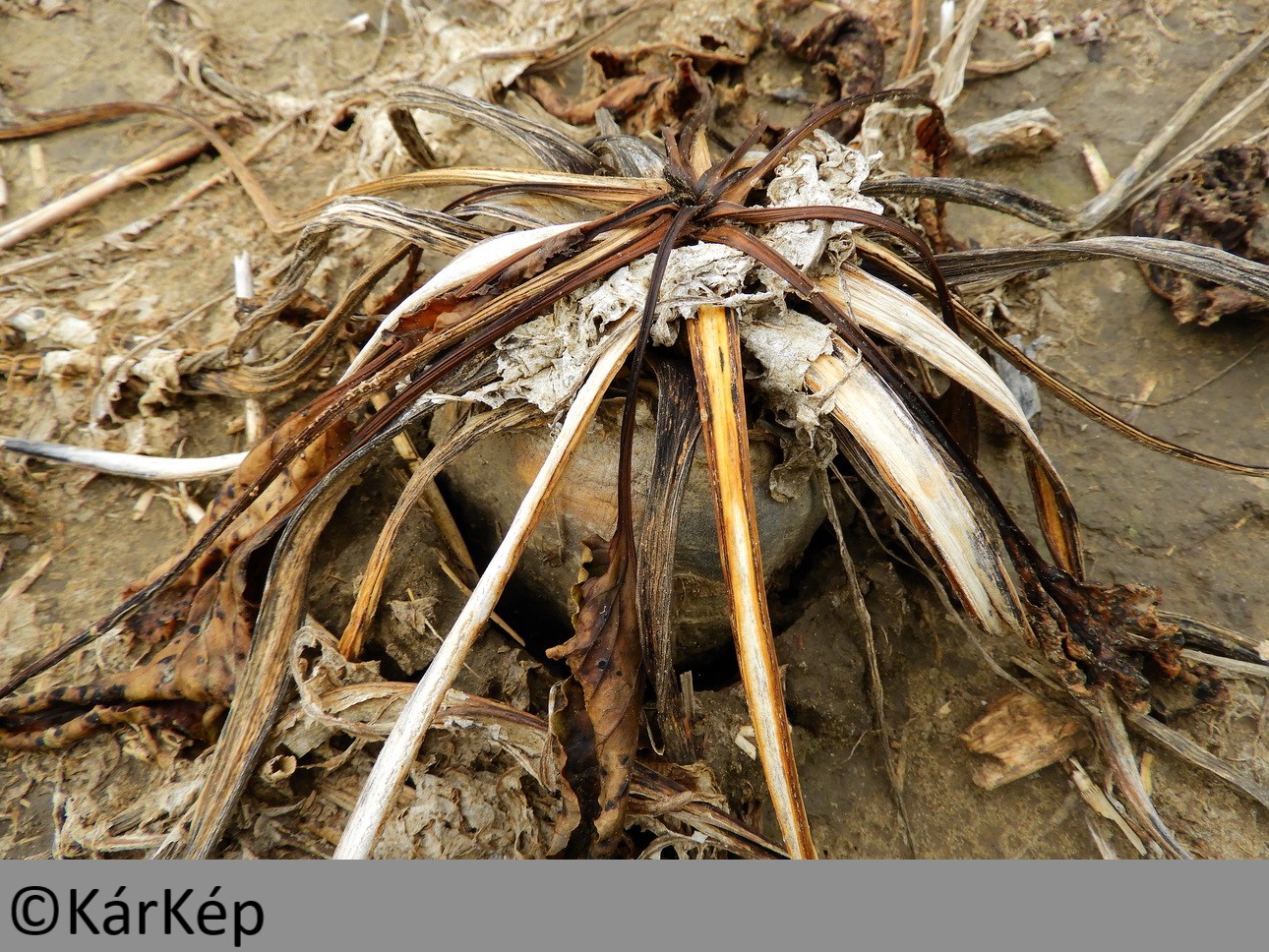 NapiKép 2019.09.18.