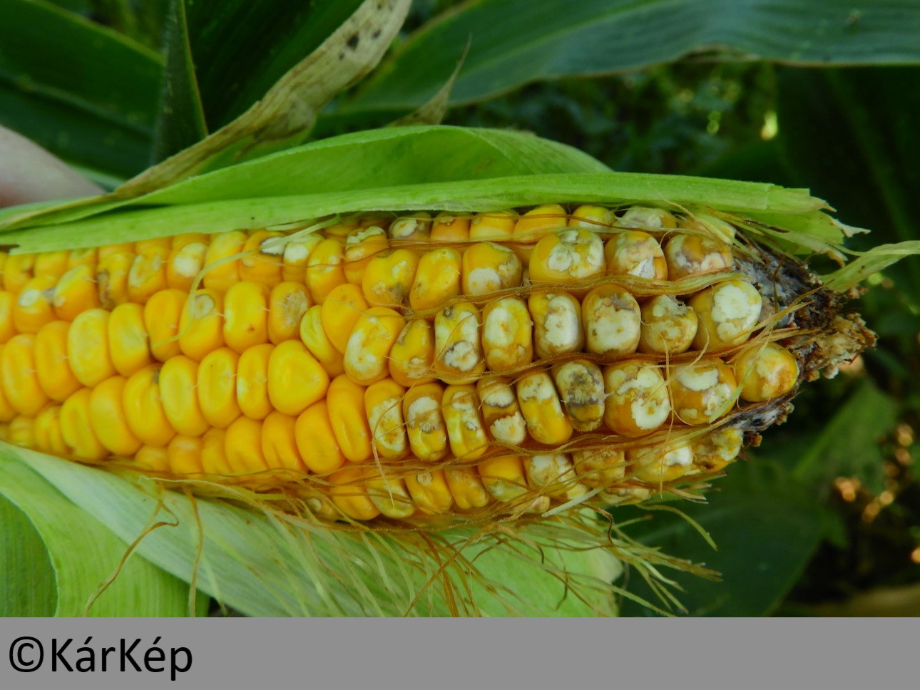NapiKép 2019.09.21.