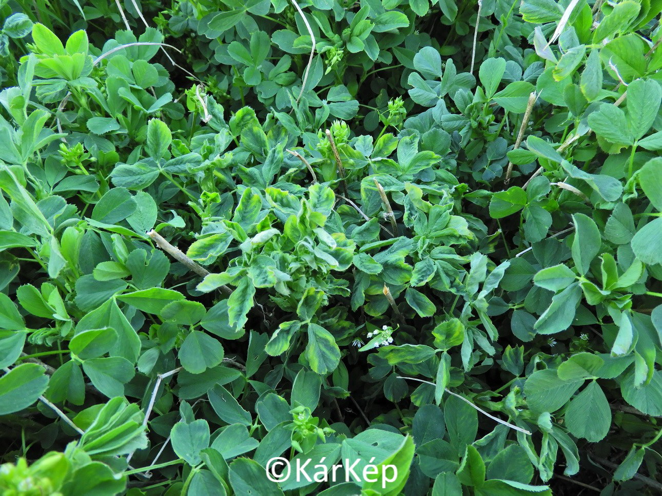 NapiKép 2020.04.14.