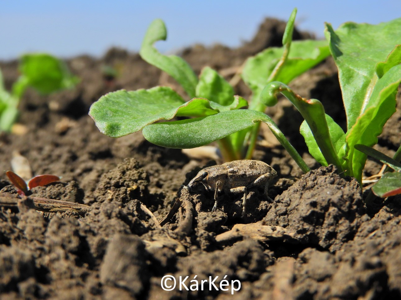 NapiKép 2020.04.29.