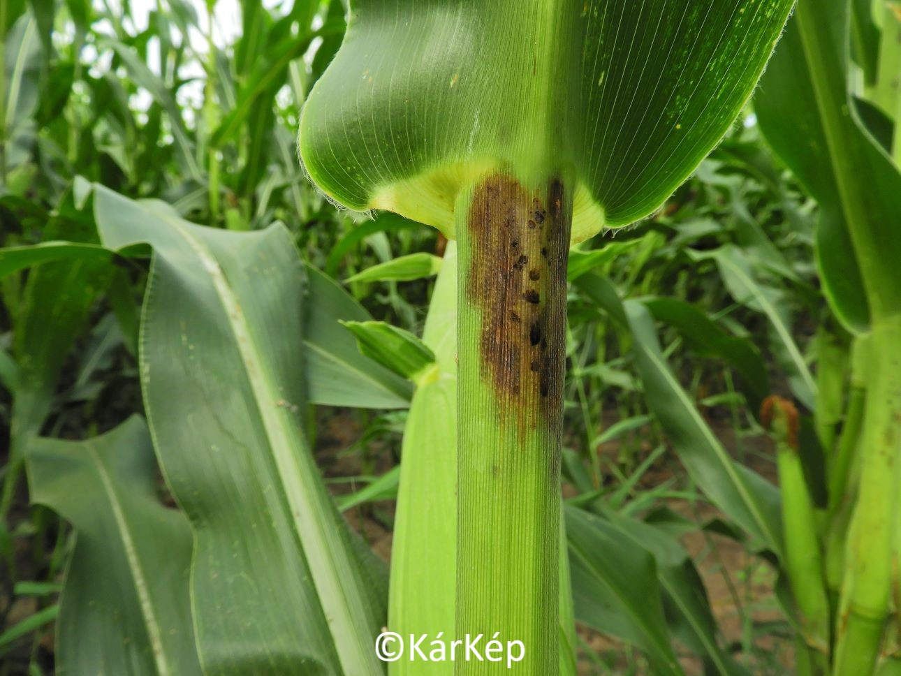 NapiKép 2020.08.07.