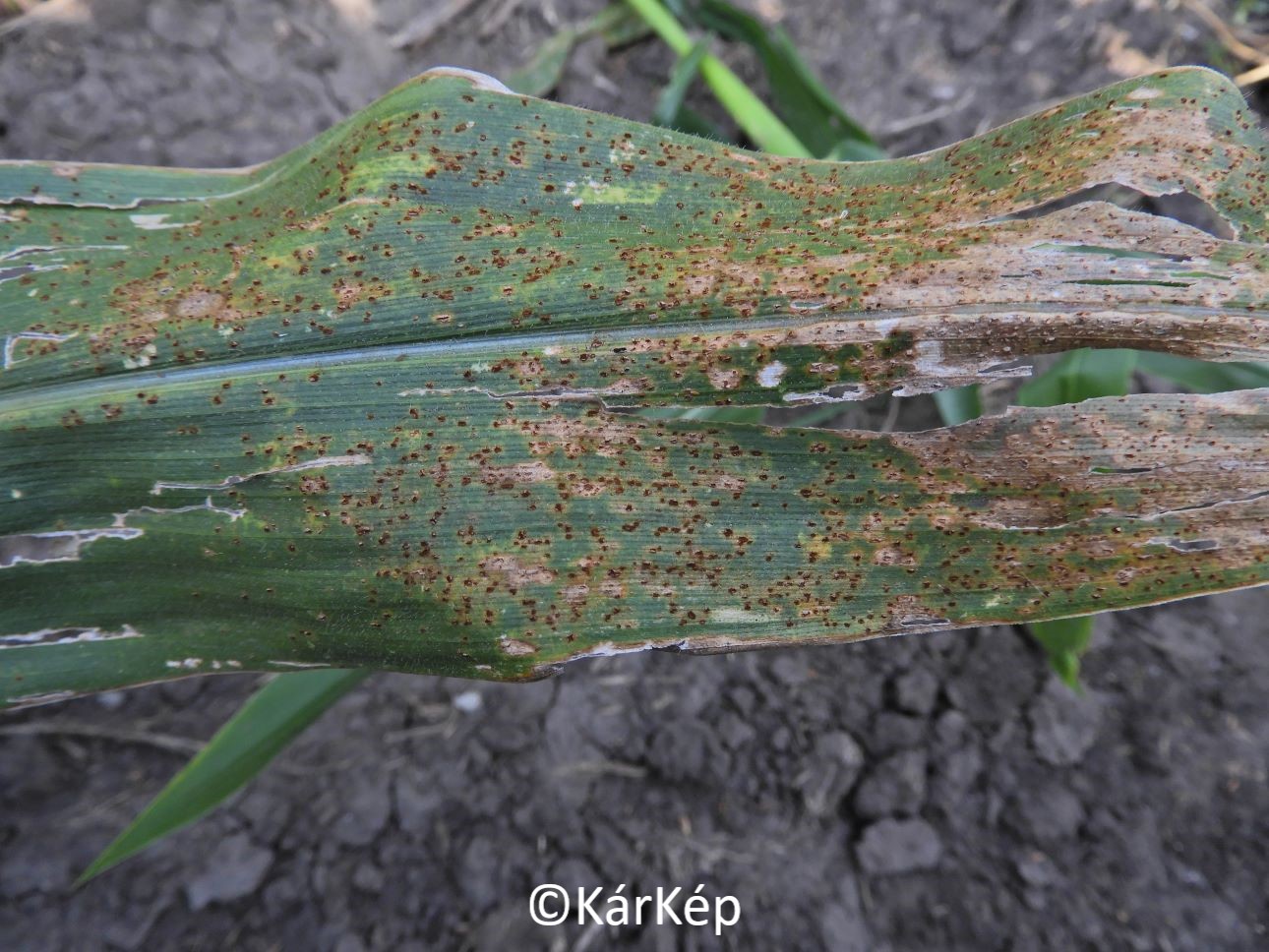 NapiKép 2020.08.31.