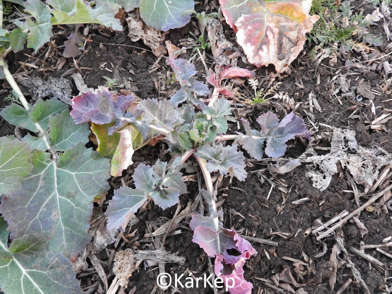 NapiKép 2020.01.07.