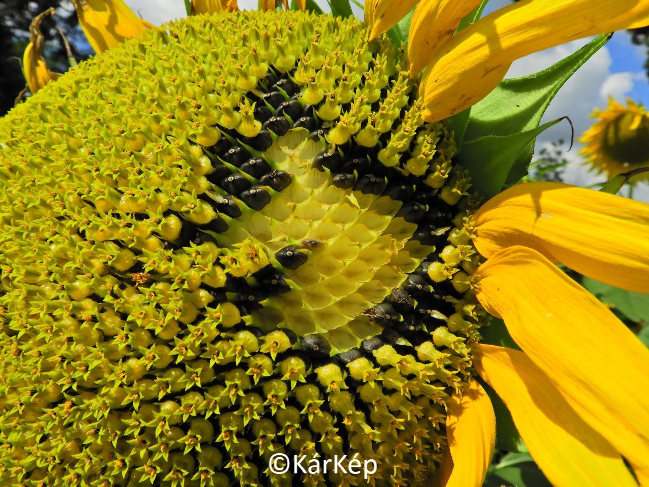 NapiKép 2020.07.28.