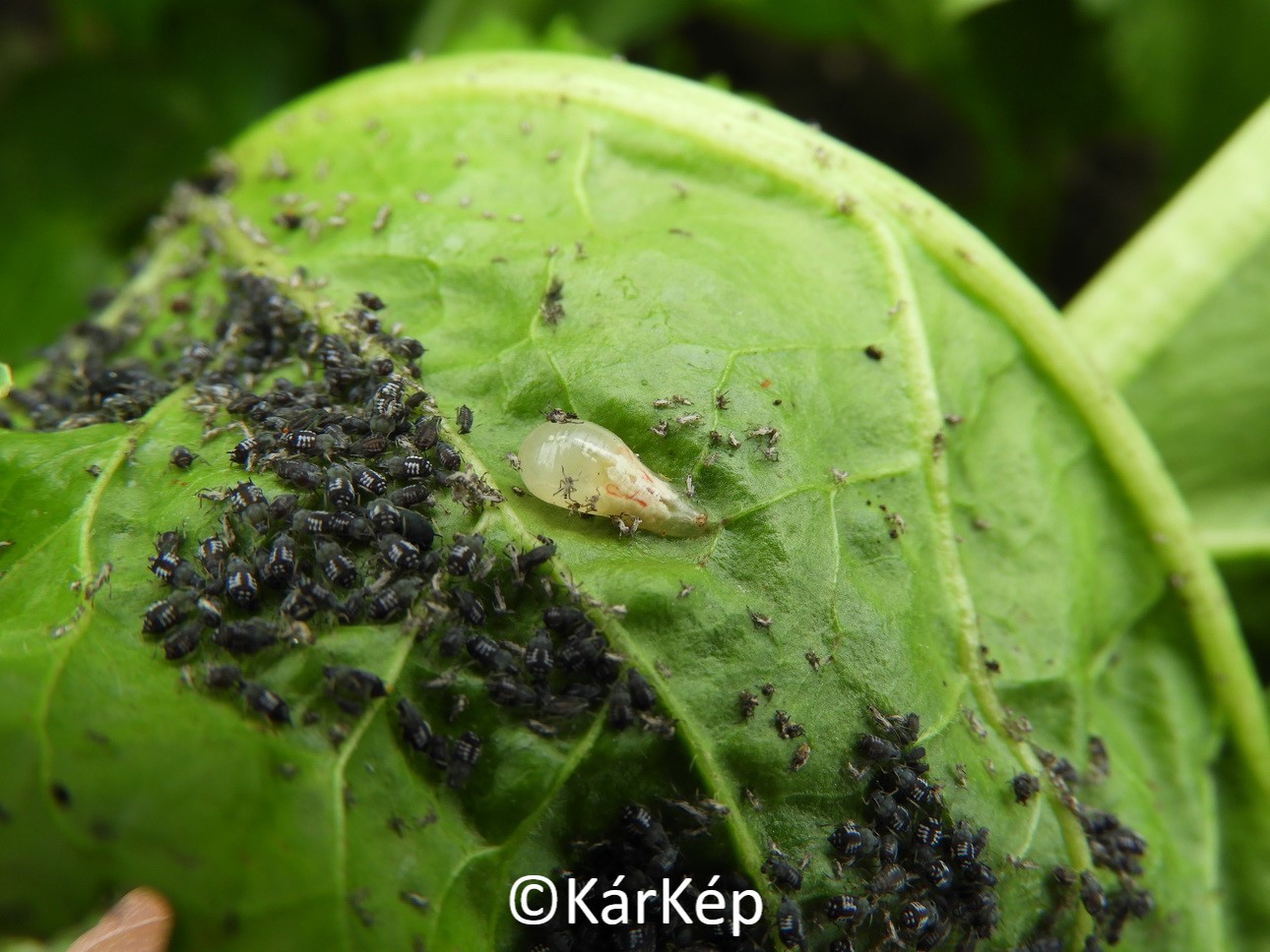 NapiKép 2020.06.08.