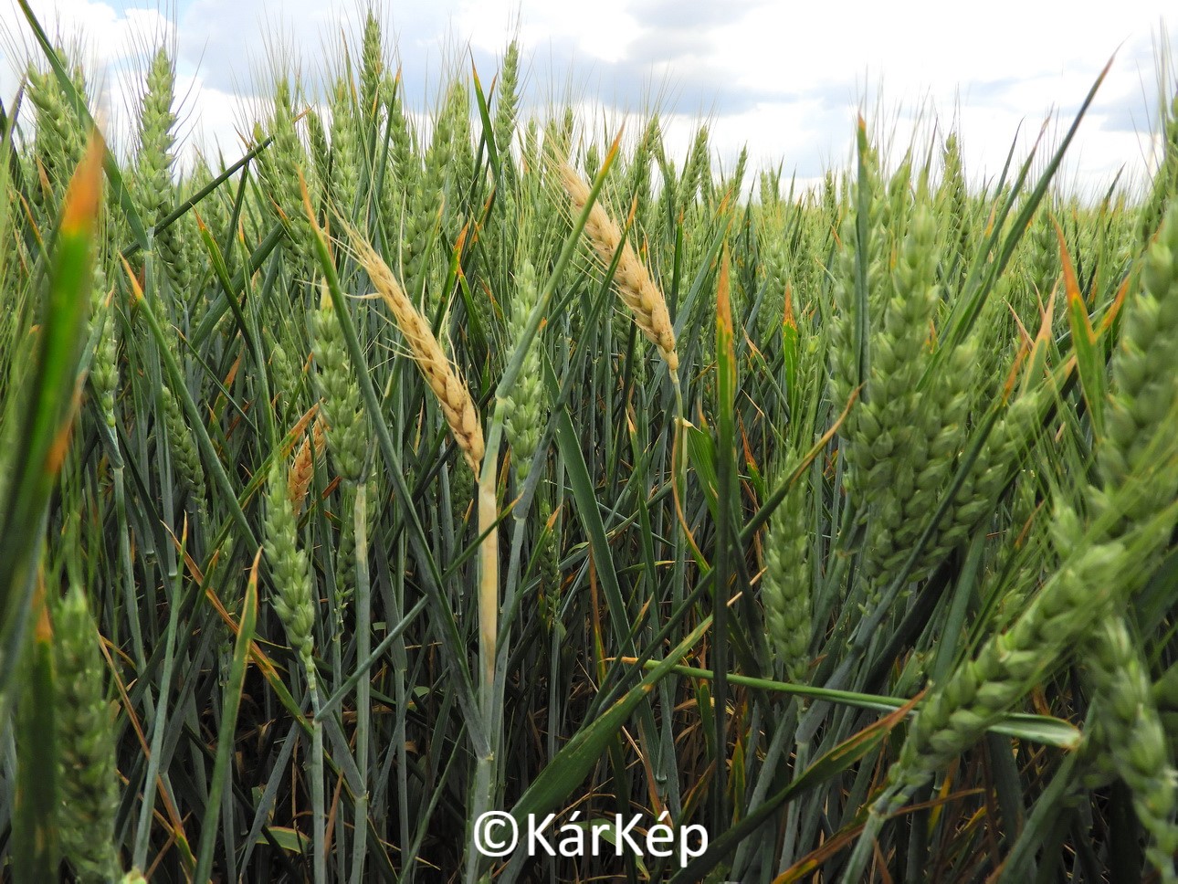 NapiKép 2020.06.22.