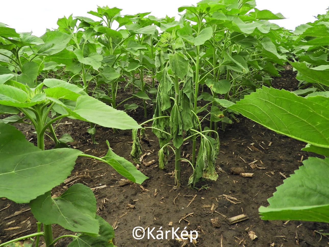 NapiKép 2020.06.24.