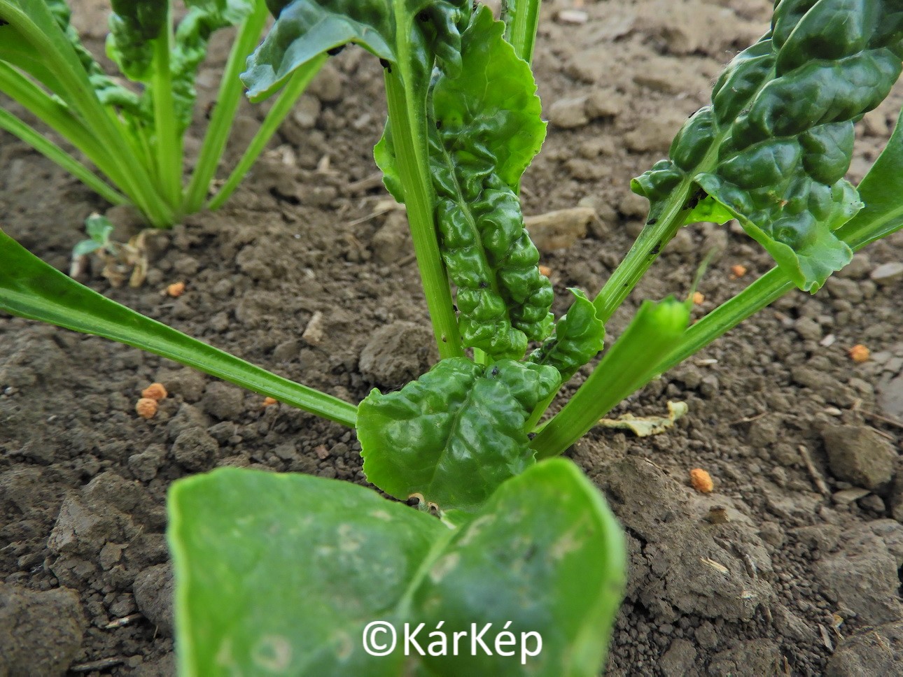 NapiKép 2020.05.19.