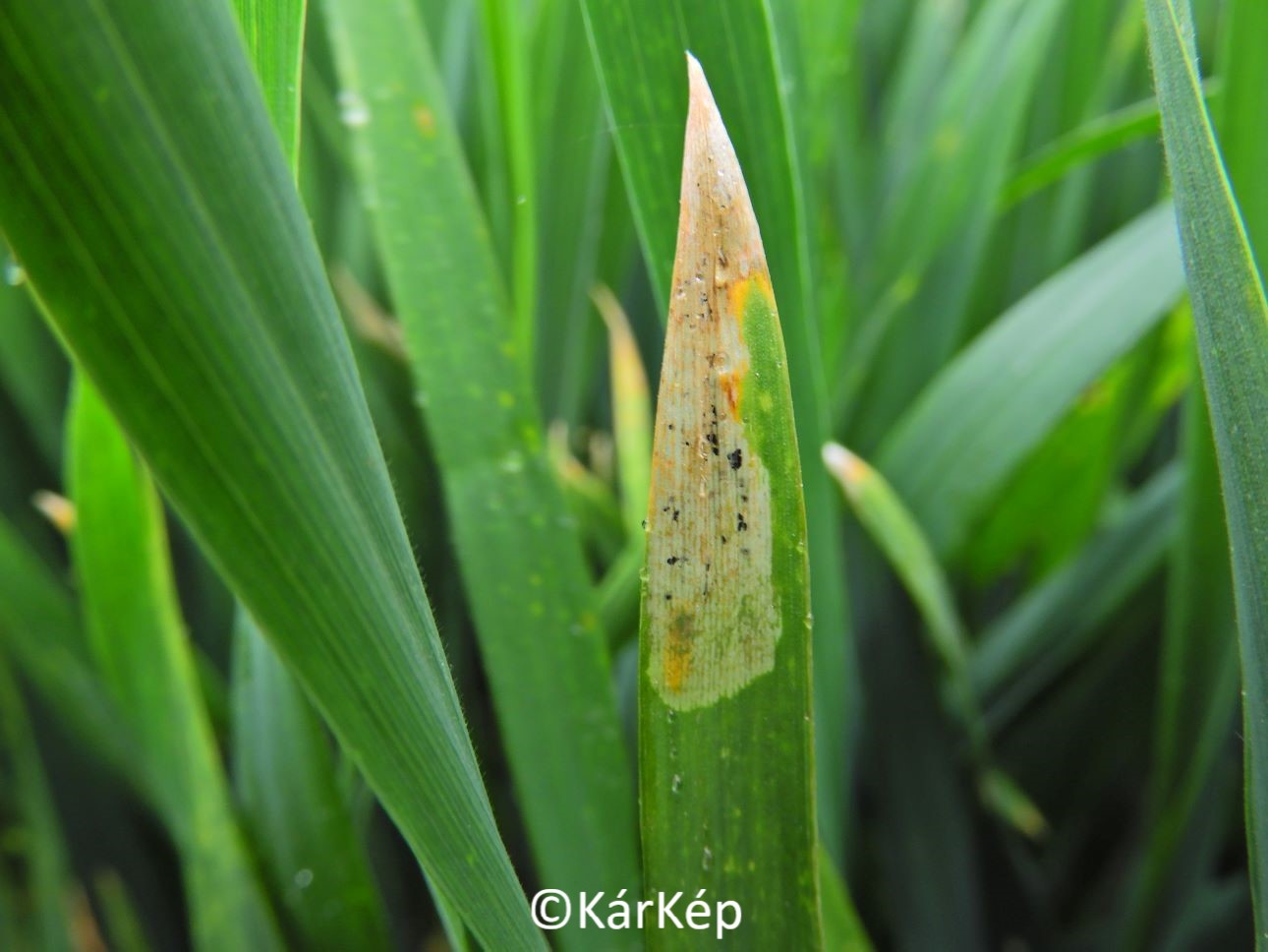 NapiKép 2020.05.01.