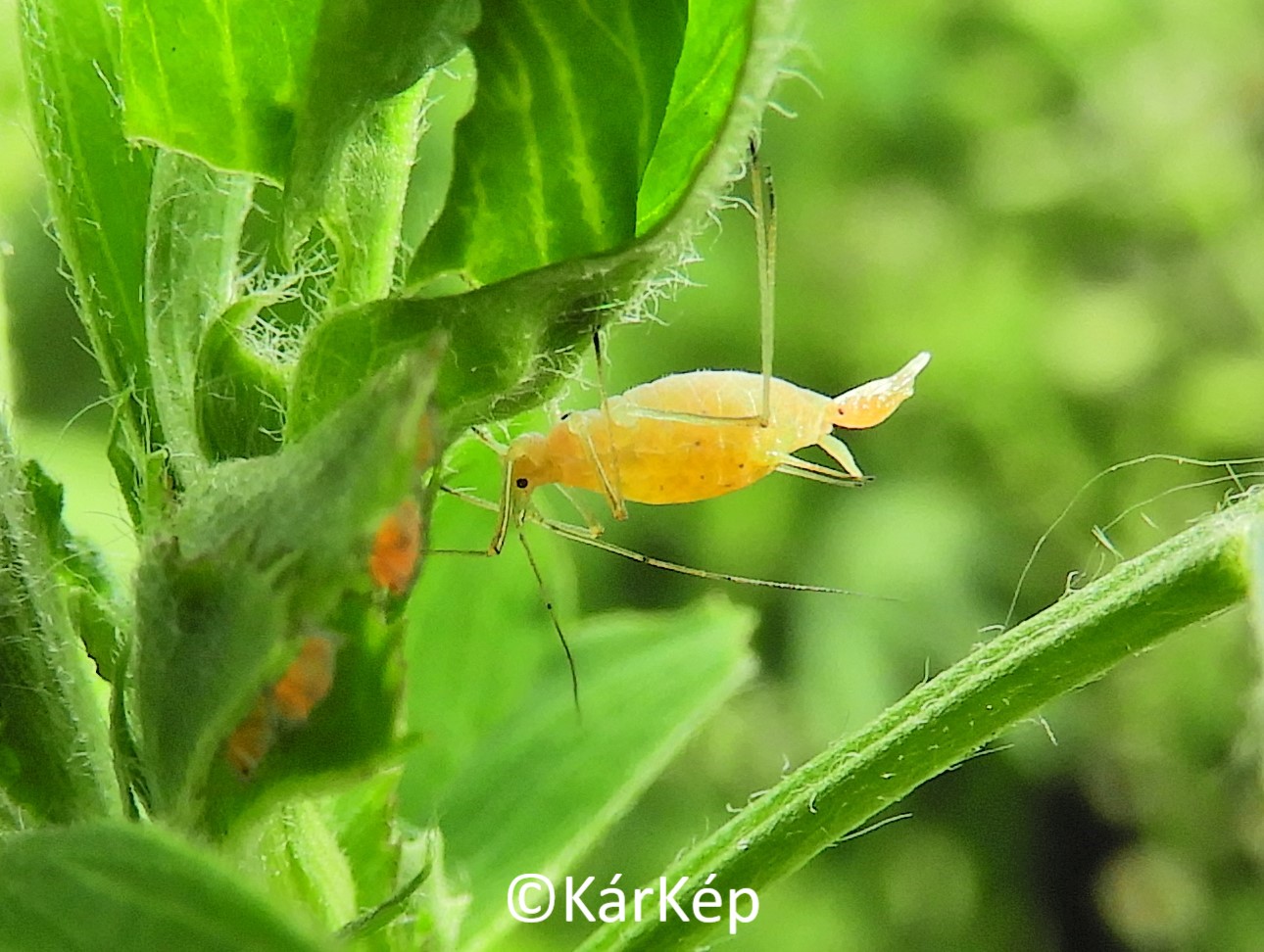 NapiKép 2020.05.11.