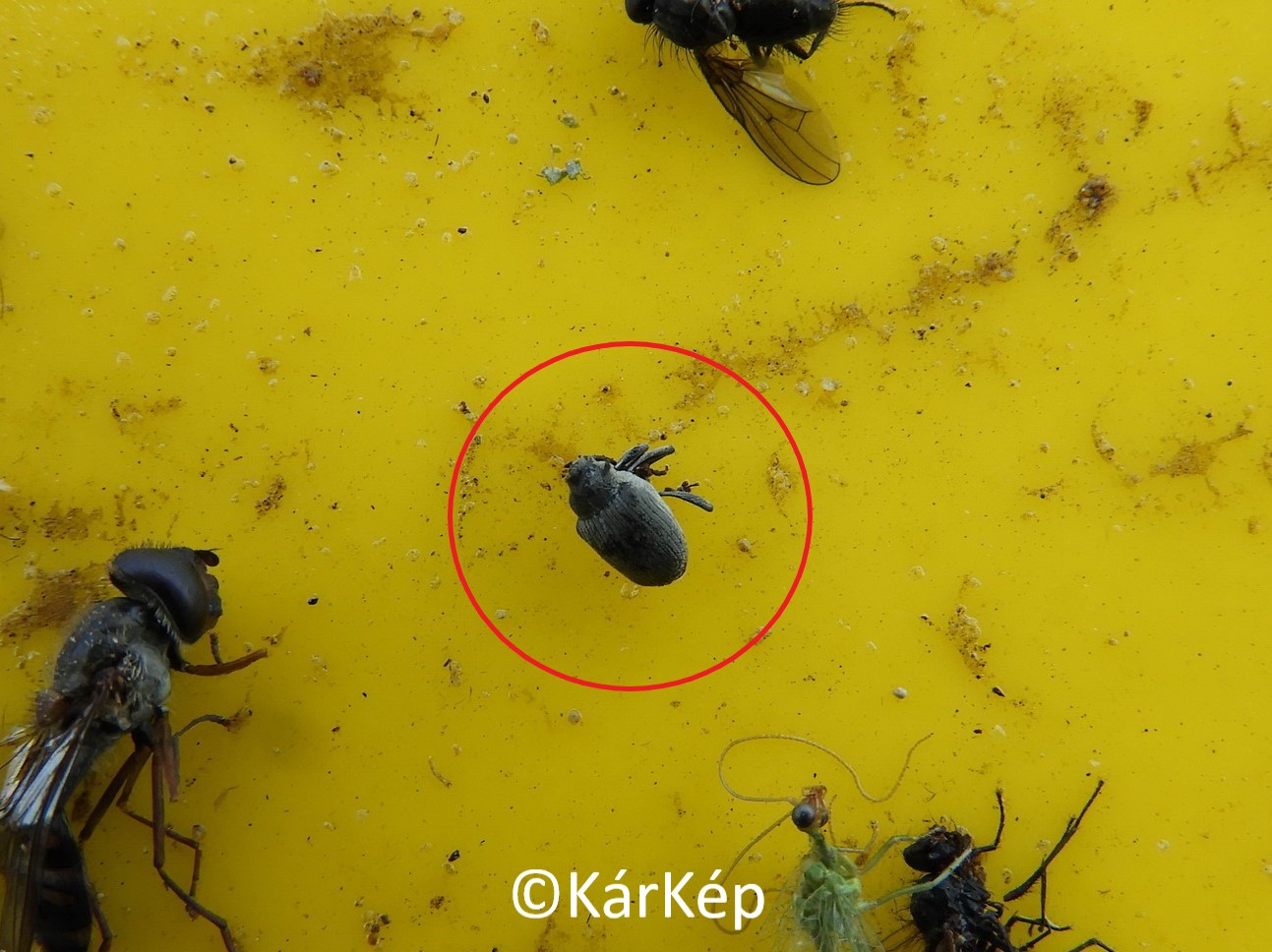 NapiKép 2020.03.28.