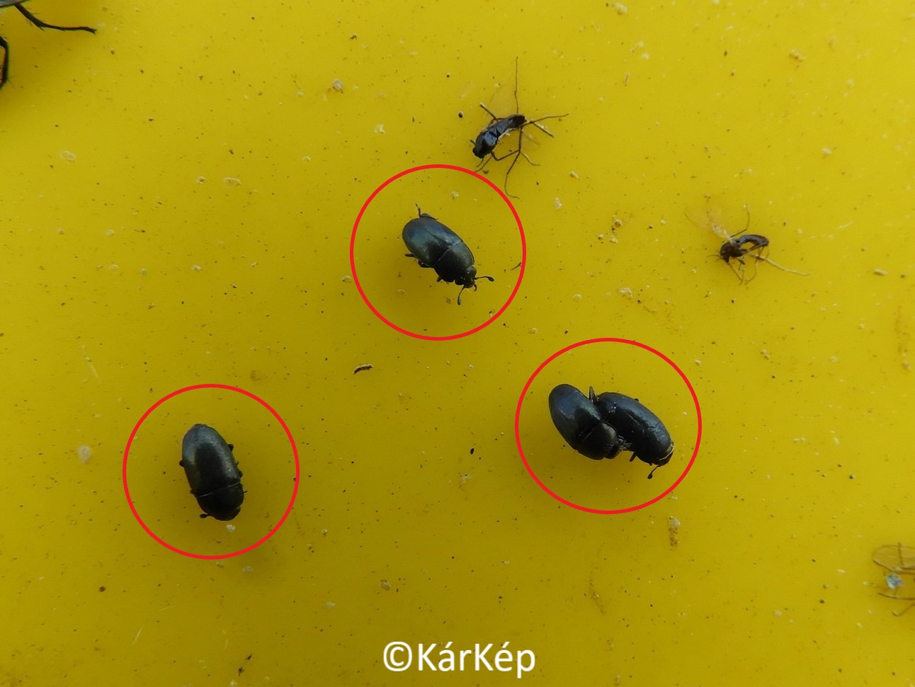 NapiKép 2020.03.30. 