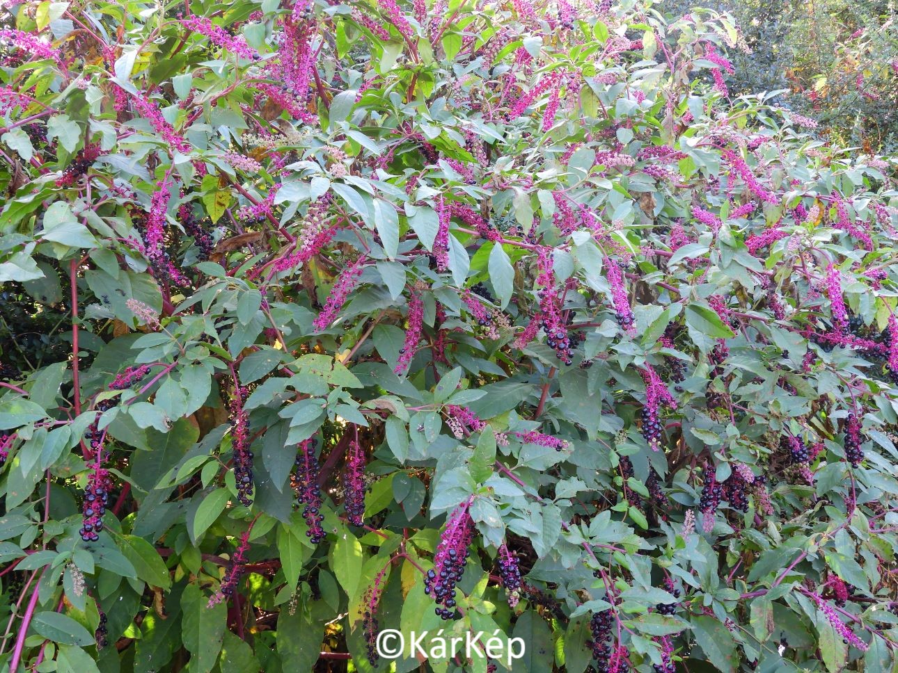 NapiKép 2020.11.01.