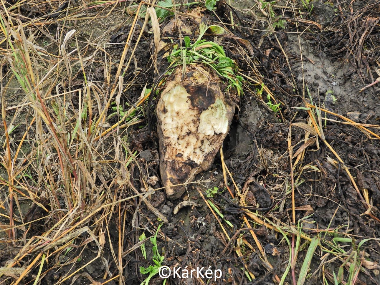NapiKép 2020.11.13.