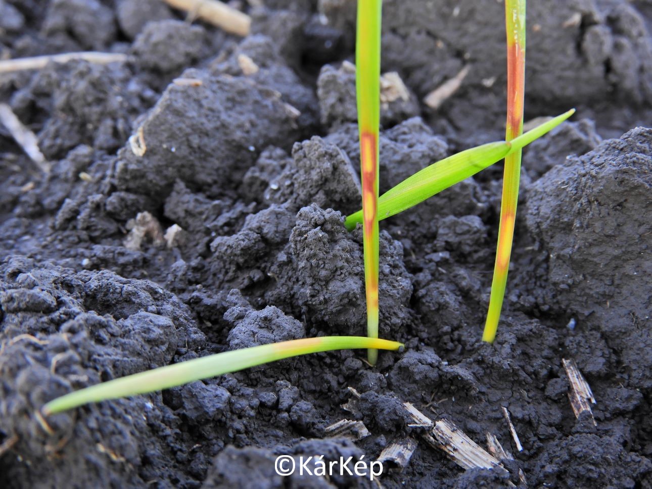 NapiKép 2020.10.30.