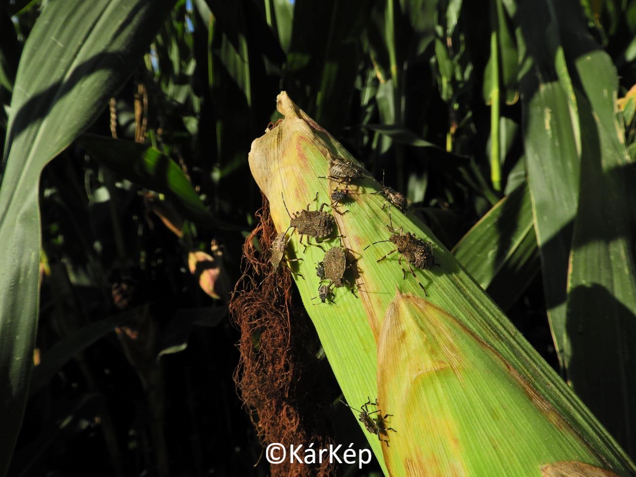 NapiKép 2020.09.07.