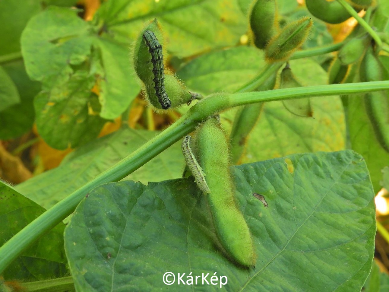 NapiKép 2020.09.14.