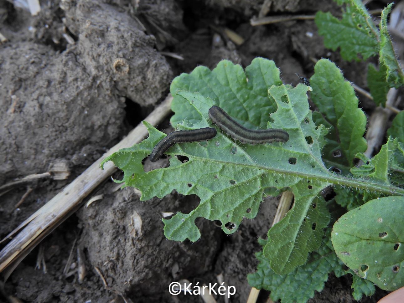 NapiKép 2020.09.21.