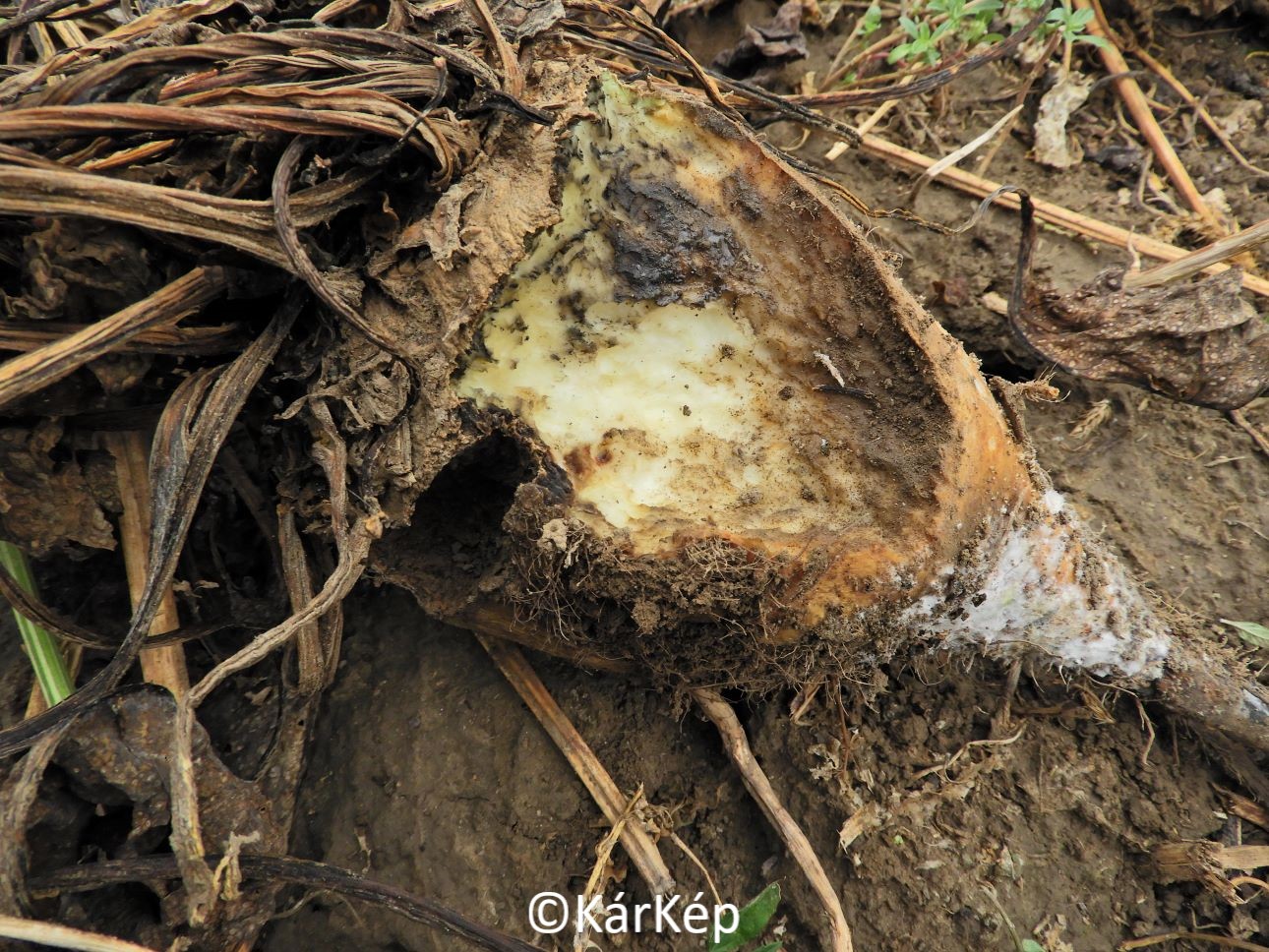 NapiKép 2020.10.03.