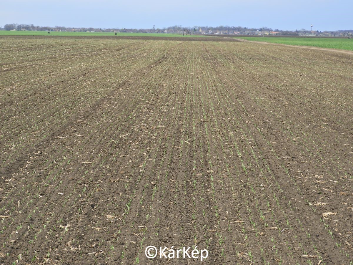NapiKép 2021.04.11.