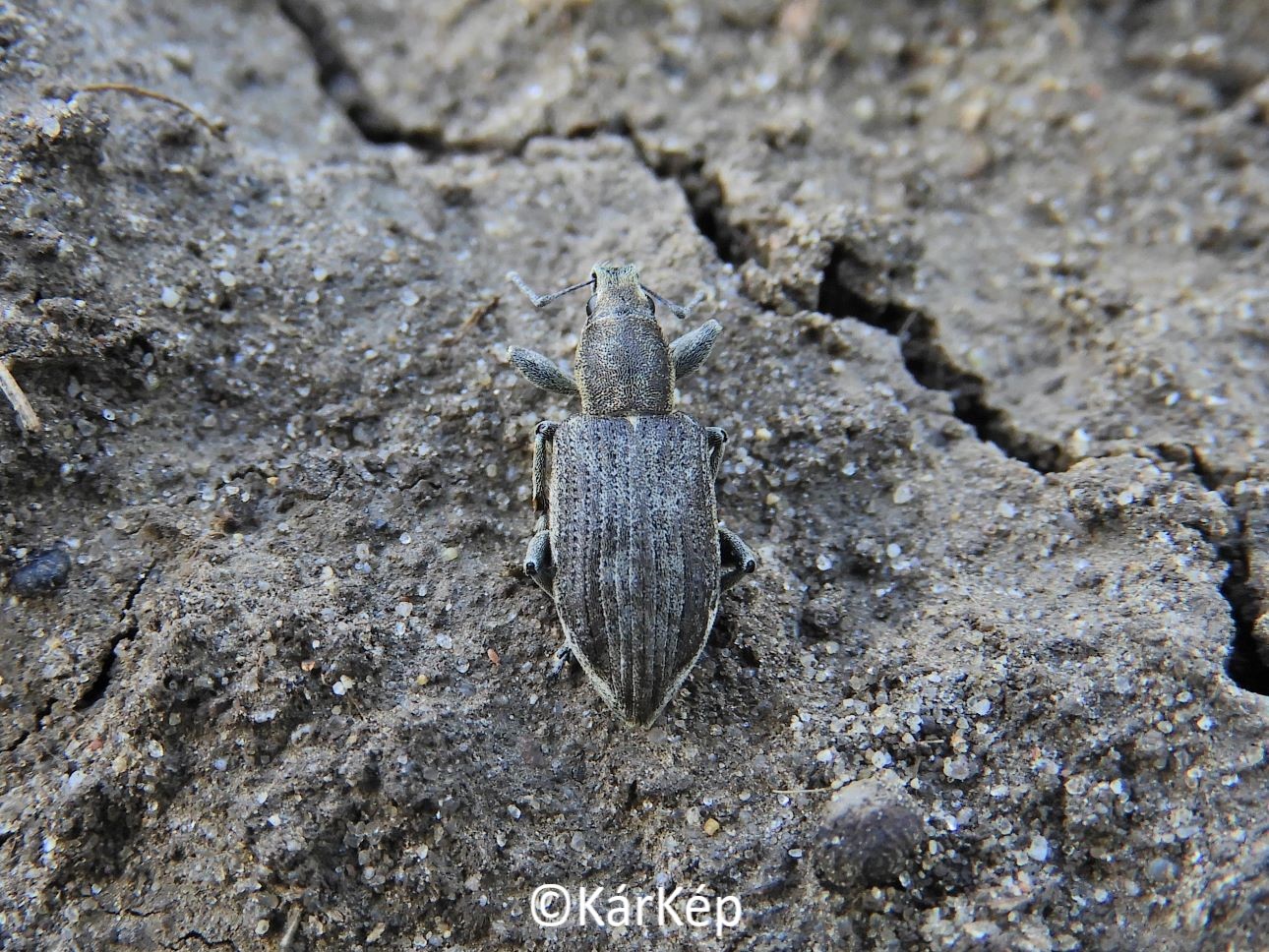 NapiKép 2021.04.23.