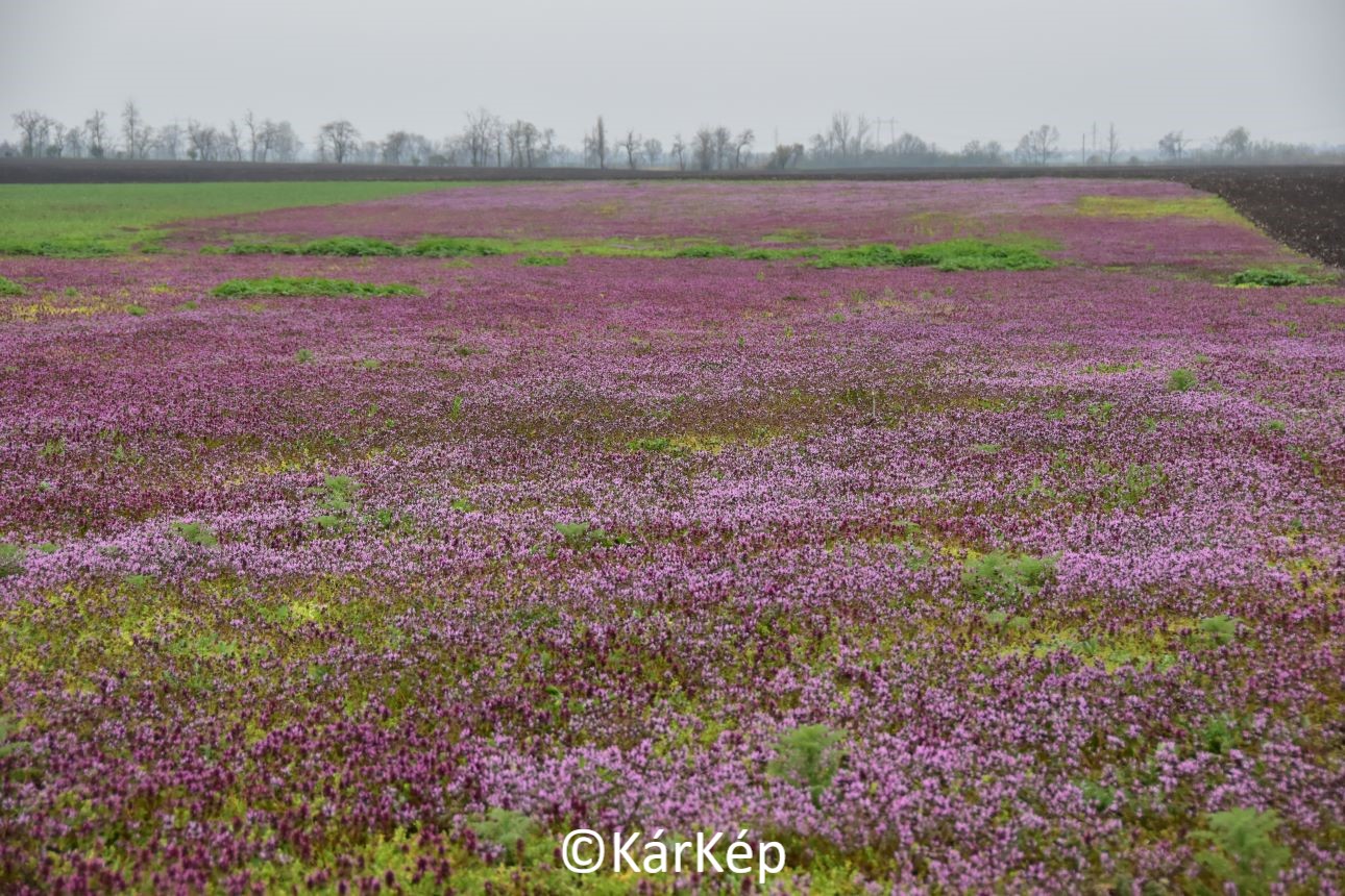 NapiKép 2021.04.17.