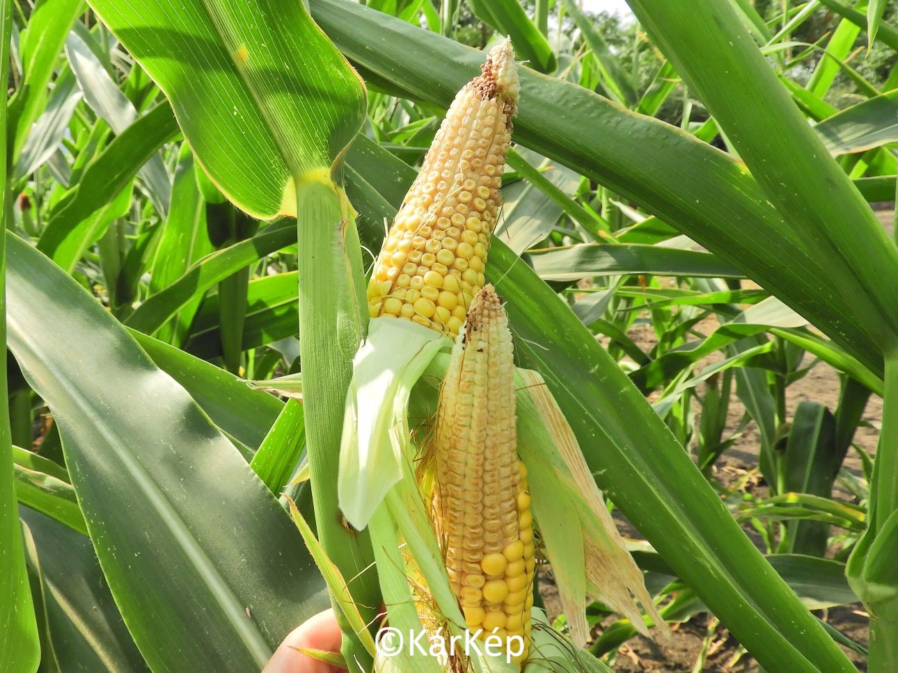 NapiKép 2021.08.04.