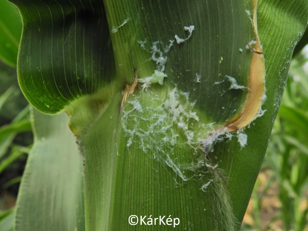 NapiKép 2021.08.07.