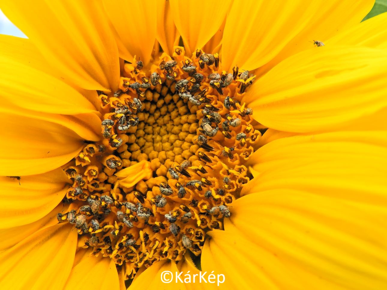 NapiKép 2021.08.11.