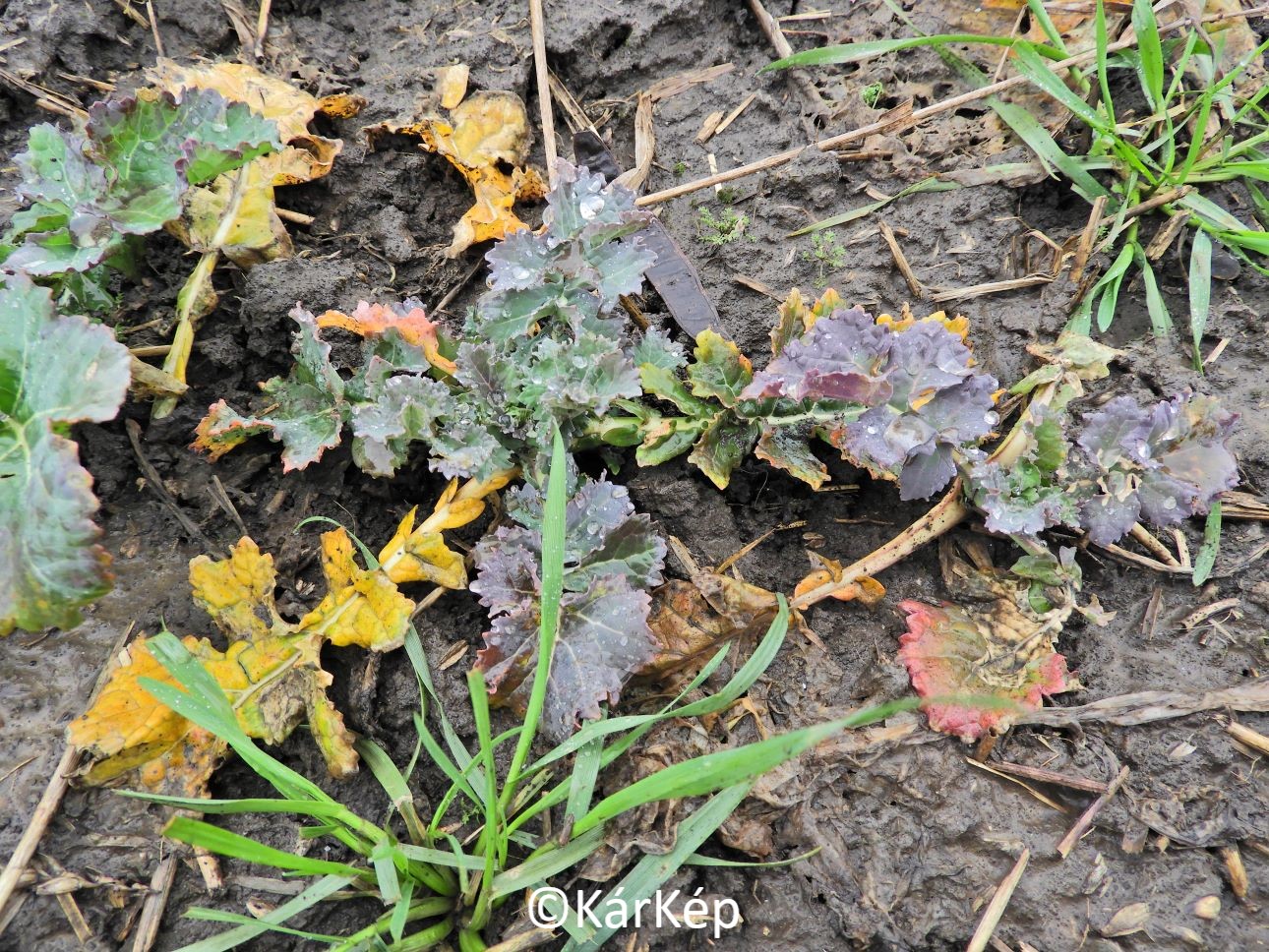 NapiKép 2021.02.08.