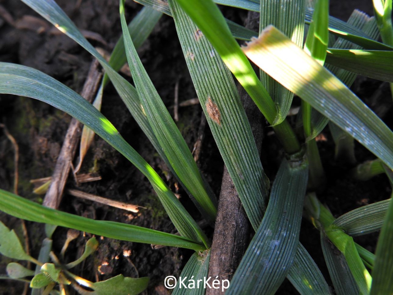 NapiKép 2021.02.07.