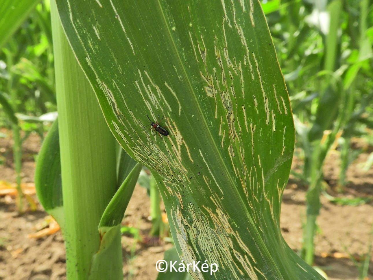 NapiKép 2021.07.02.