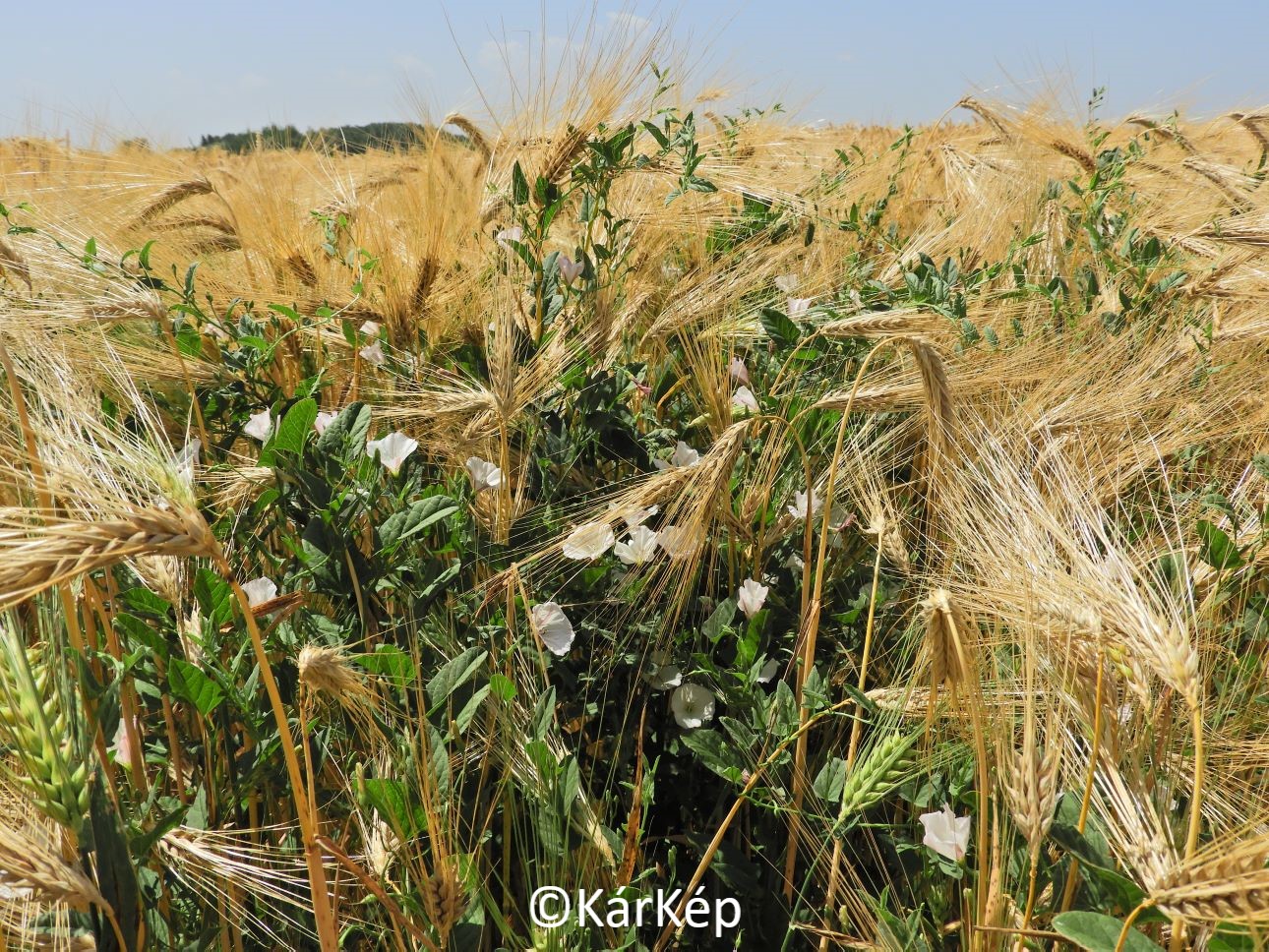 NapiKép 2021.07.05.