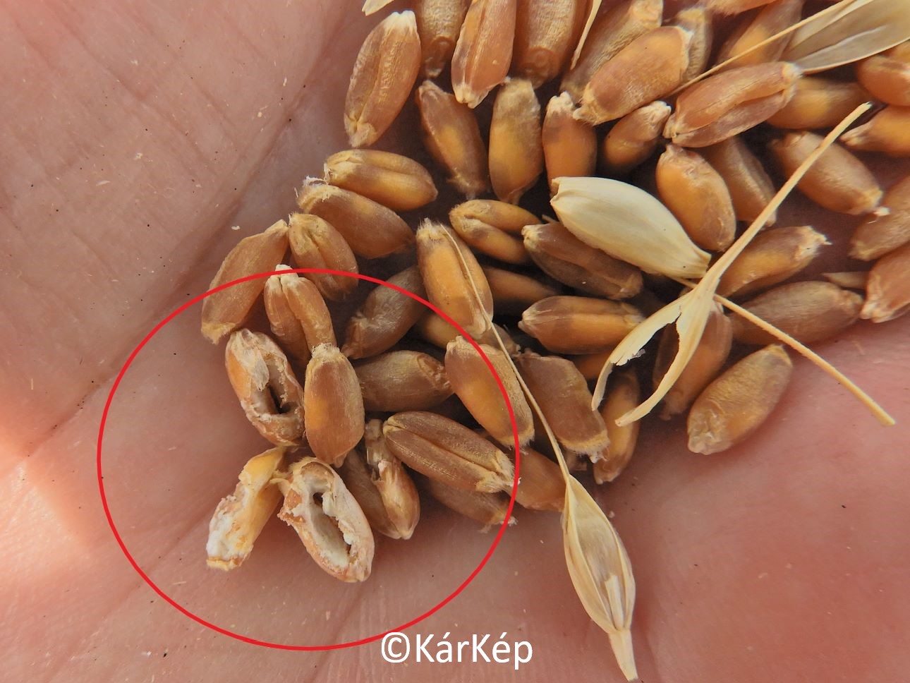 NapiKép 2021.07.12.