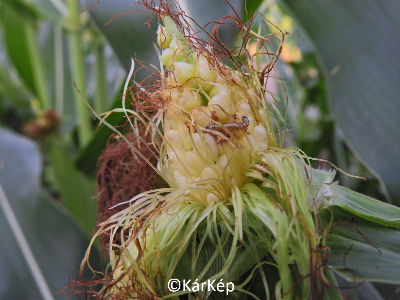 NapiKép 2021.07.19.