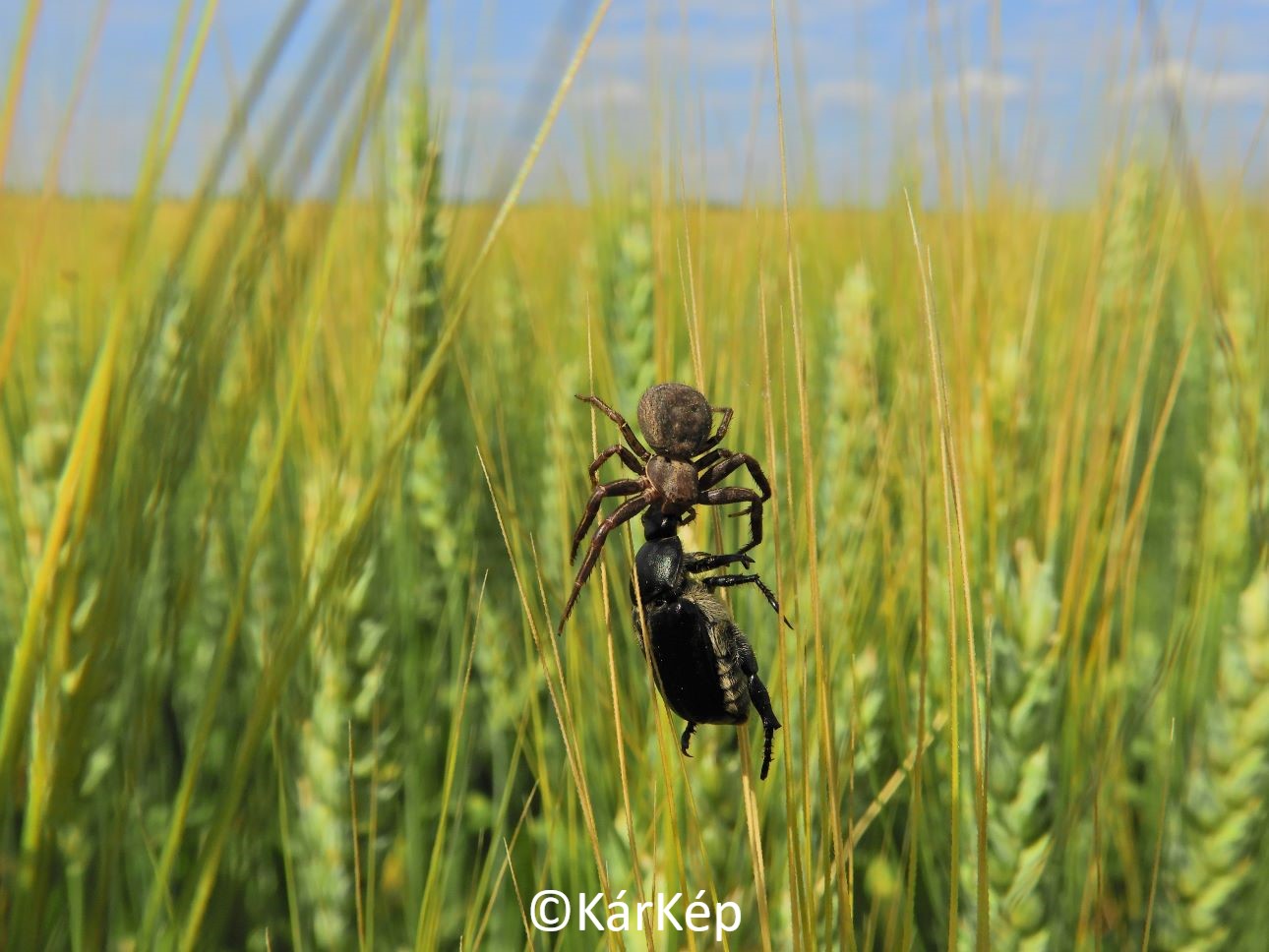 NapiKép 2021.06.30.
