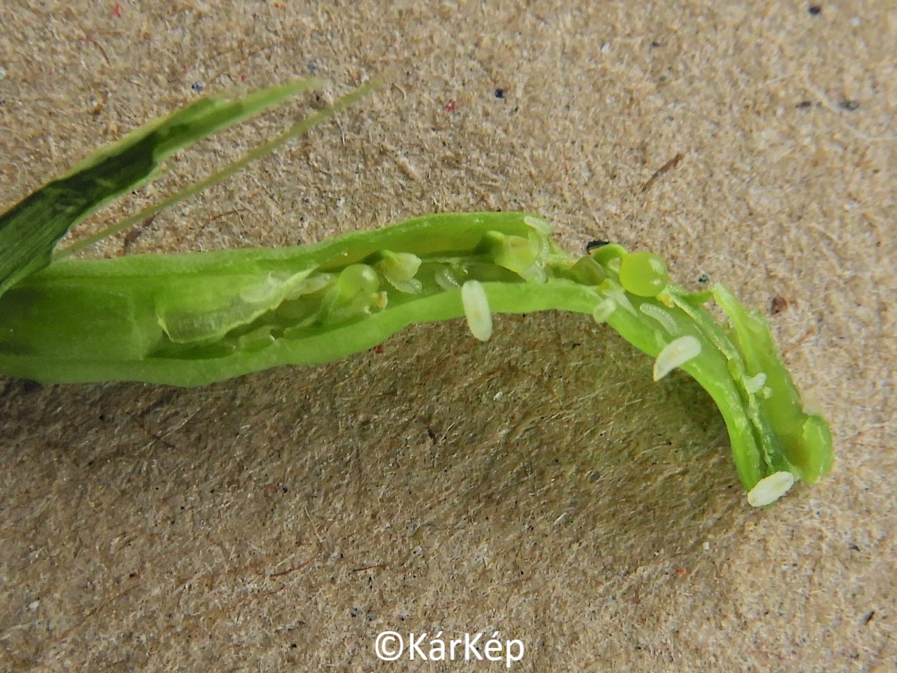 NapiKép 2021.05.15.