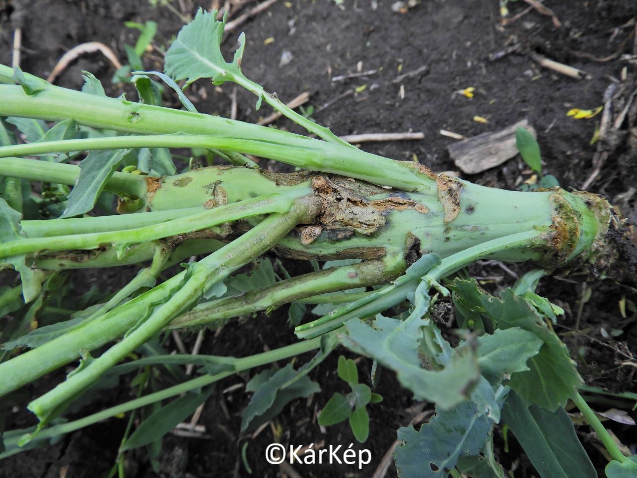 NapiKép 2021.05.30.