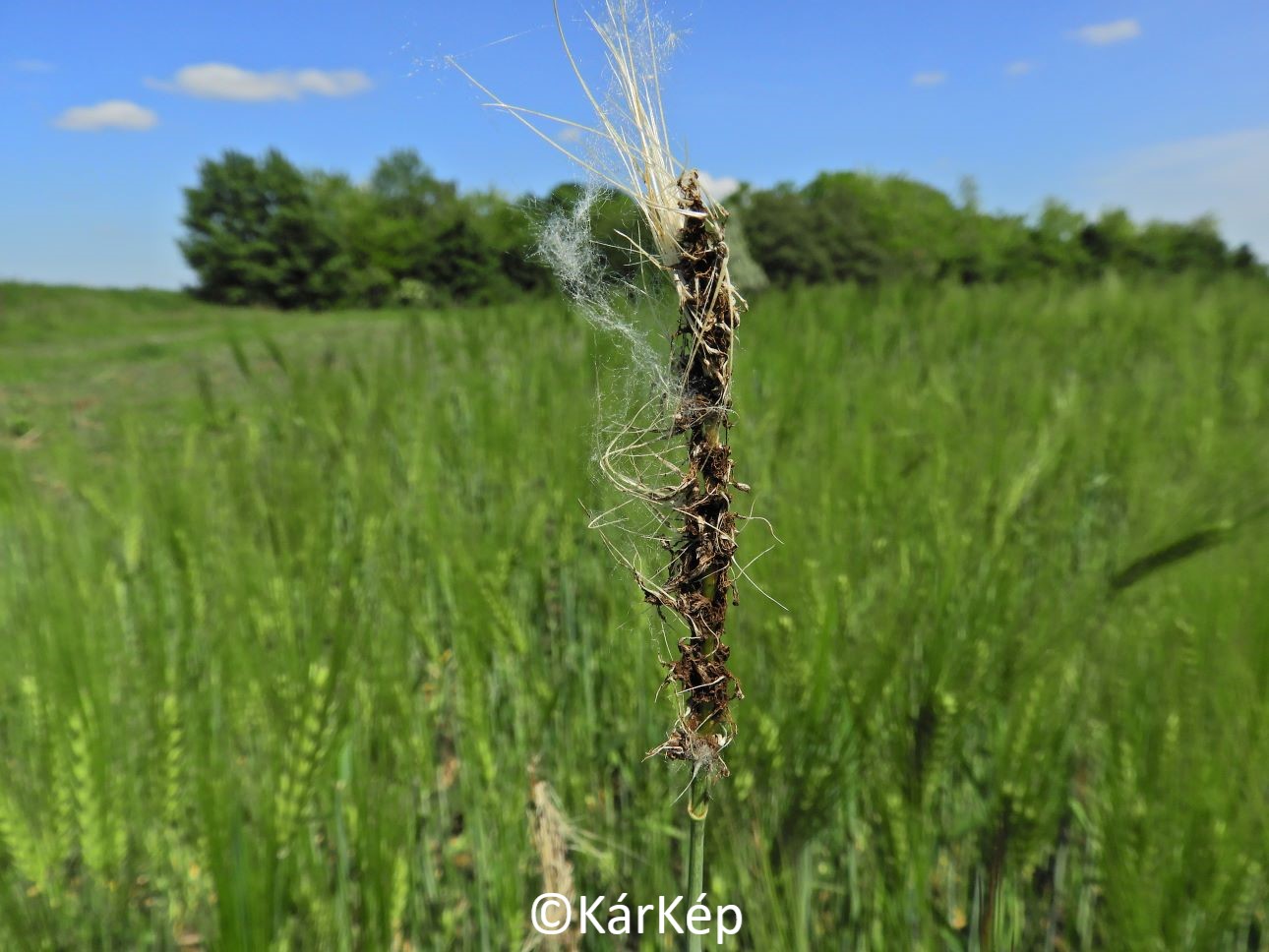NapiKép 2021.05.31.